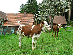 Der Bauernhof Weisser in Tennenbronn im Schwarzwald
